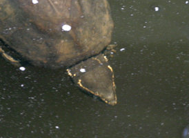 Eastern Musk Turtle